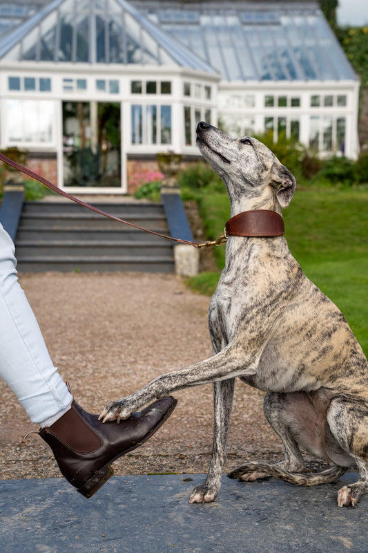 Chestnut padded Luxury leather sight hound collar
