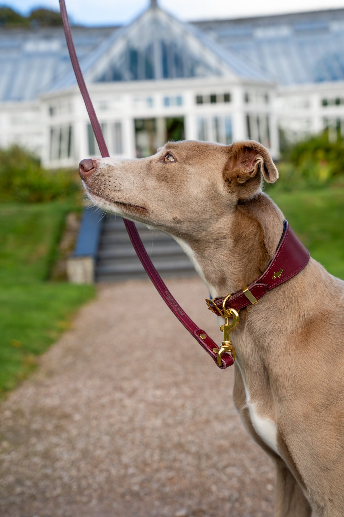Fig padded Luxury leather sight hound collar