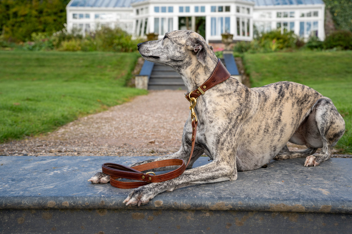 Chestnut padded Luxury leather sight hound collar