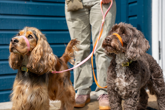 Biothane® All Weather Head collars