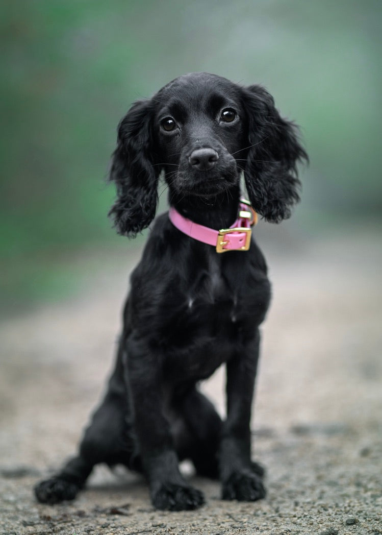 Baby Pink Biothane® All Weather Collar