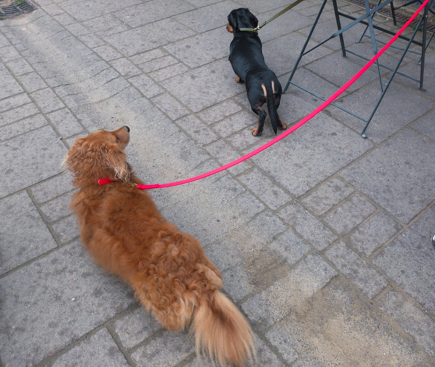 Red Biothane® Tiny Tails Collar