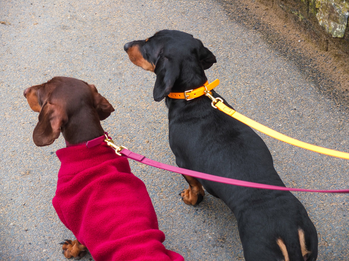 Orange Biothane® Tiny Tails Collar