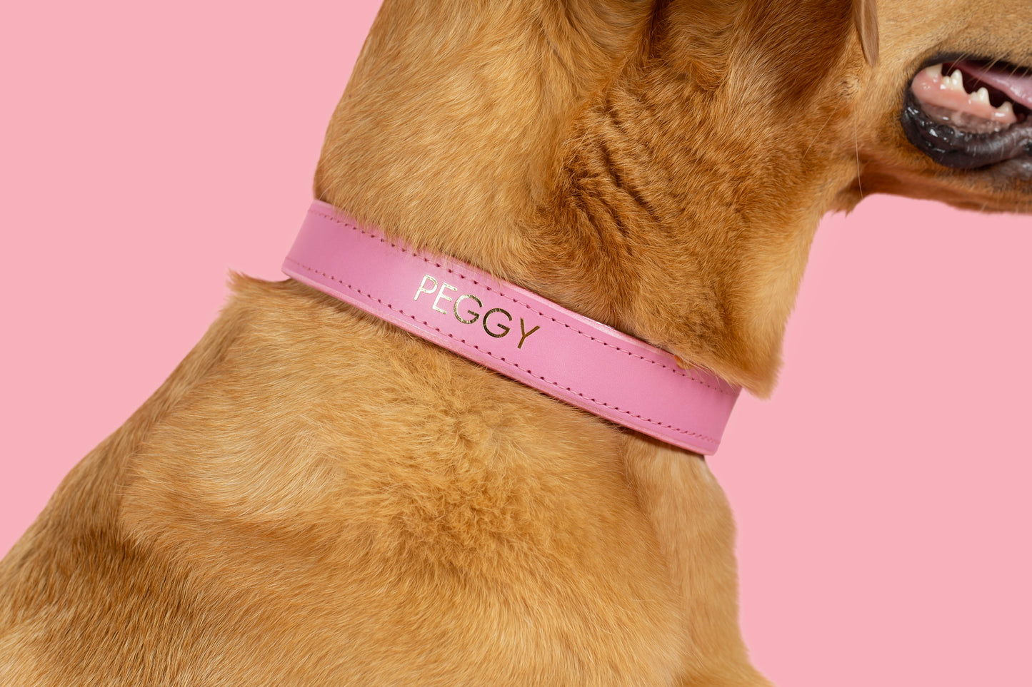 Padded Luxury leather collar- Pink