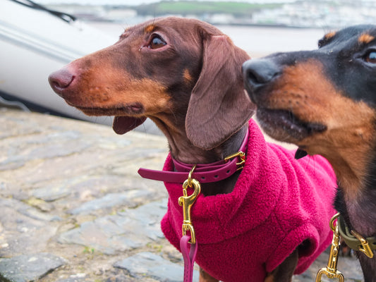 Wine Biothane® Tiny Tails Collar