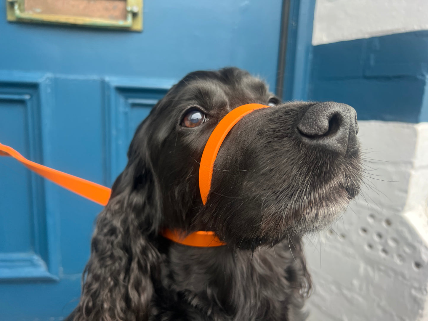 Biothane® All Weather Short leads