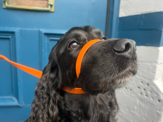 Biothane® All Weather Head collars