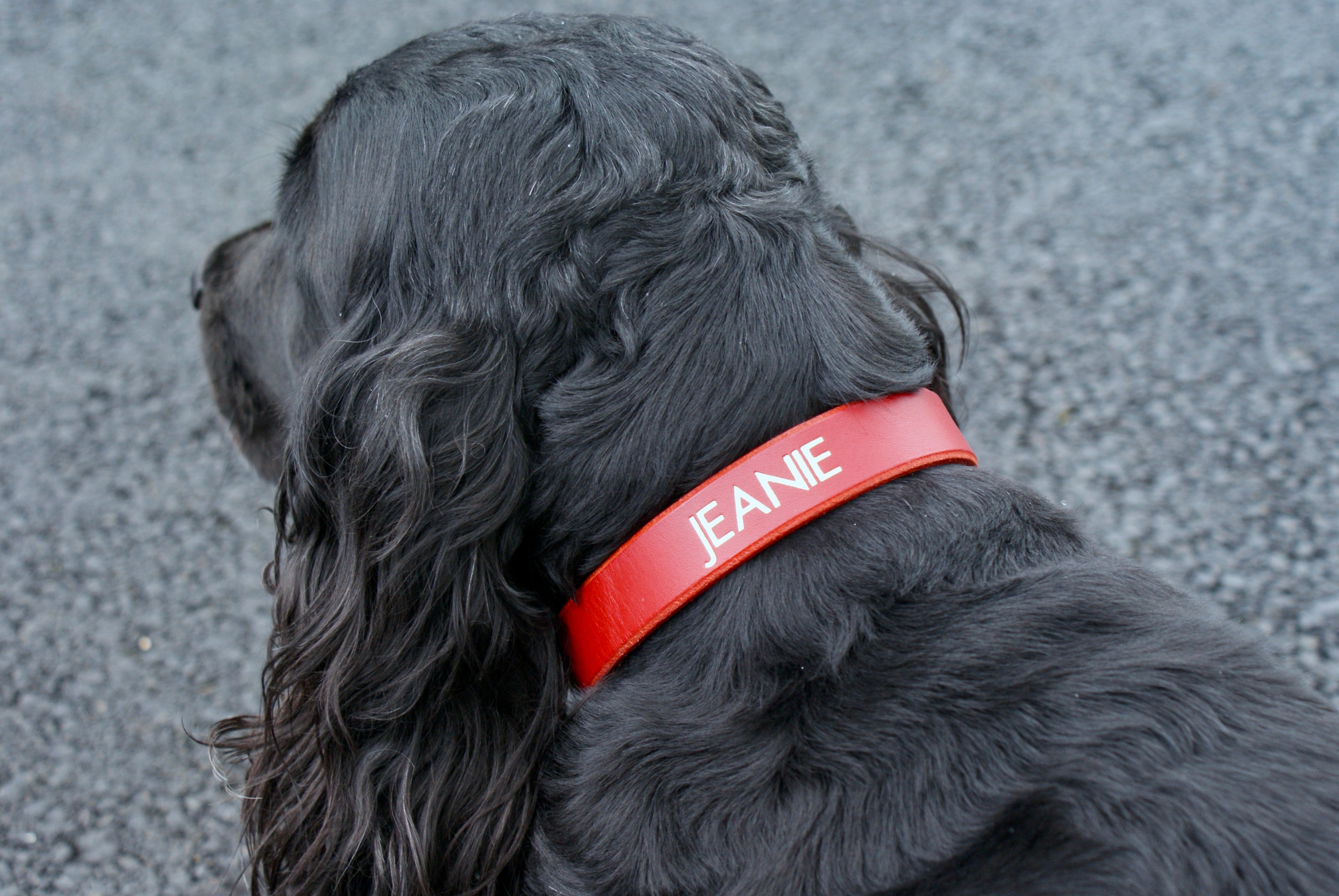 Man utd dog collar and lead best sale