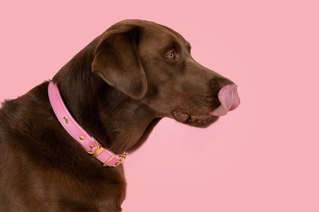 Padded Luxury leather collar- Pink