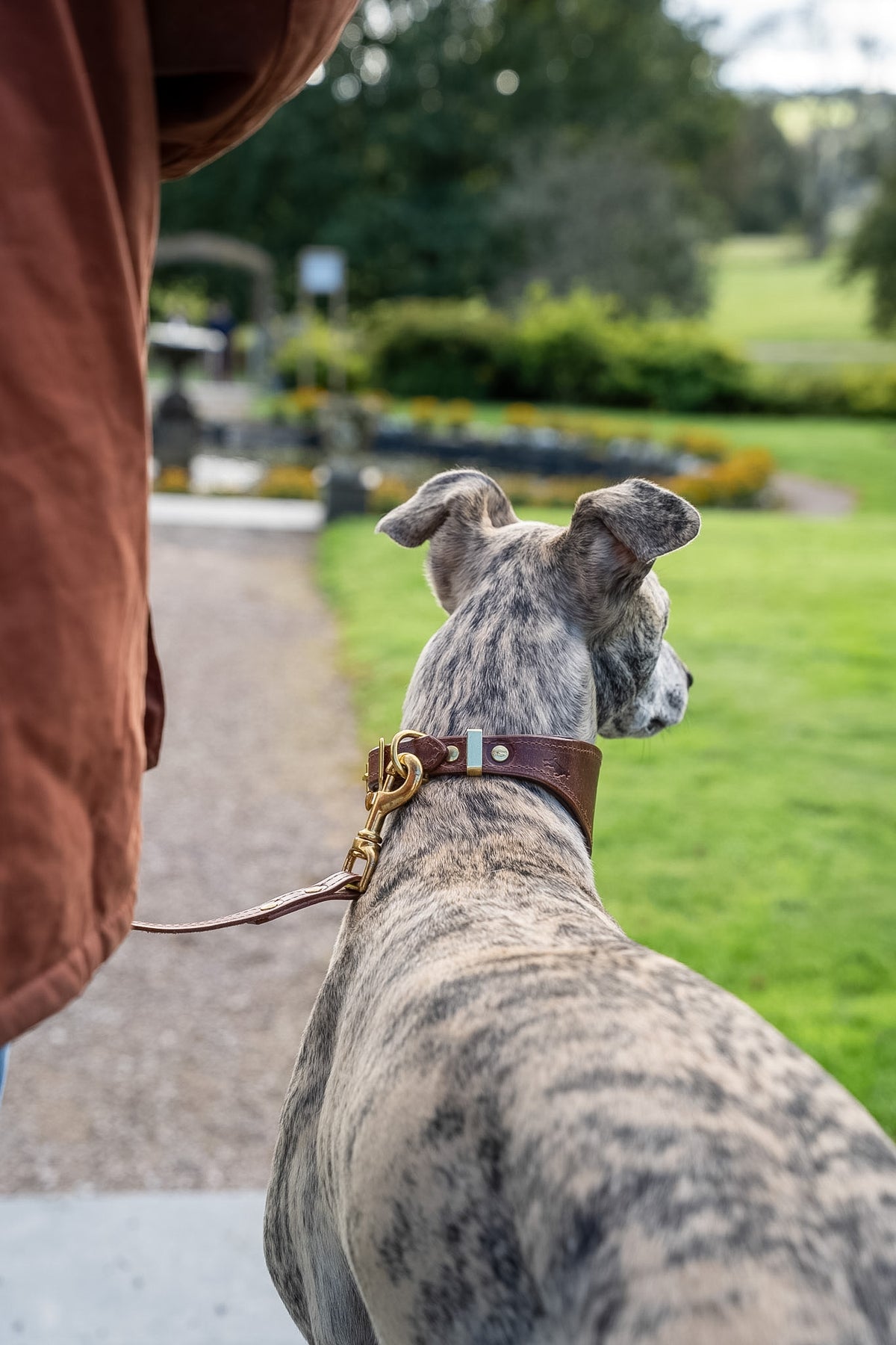 Chocolate padded Luxury leather sight hound collar