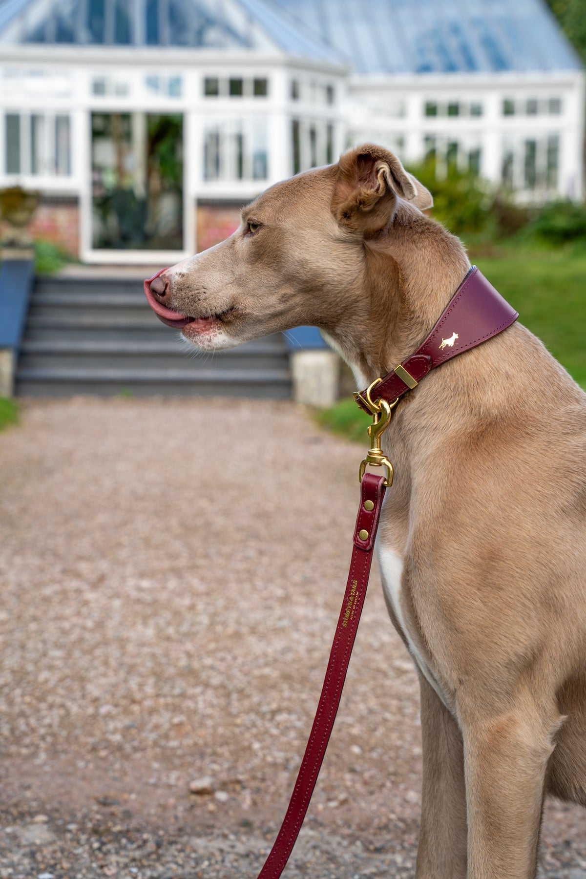 Fig padded Luxury leather sight hound collar