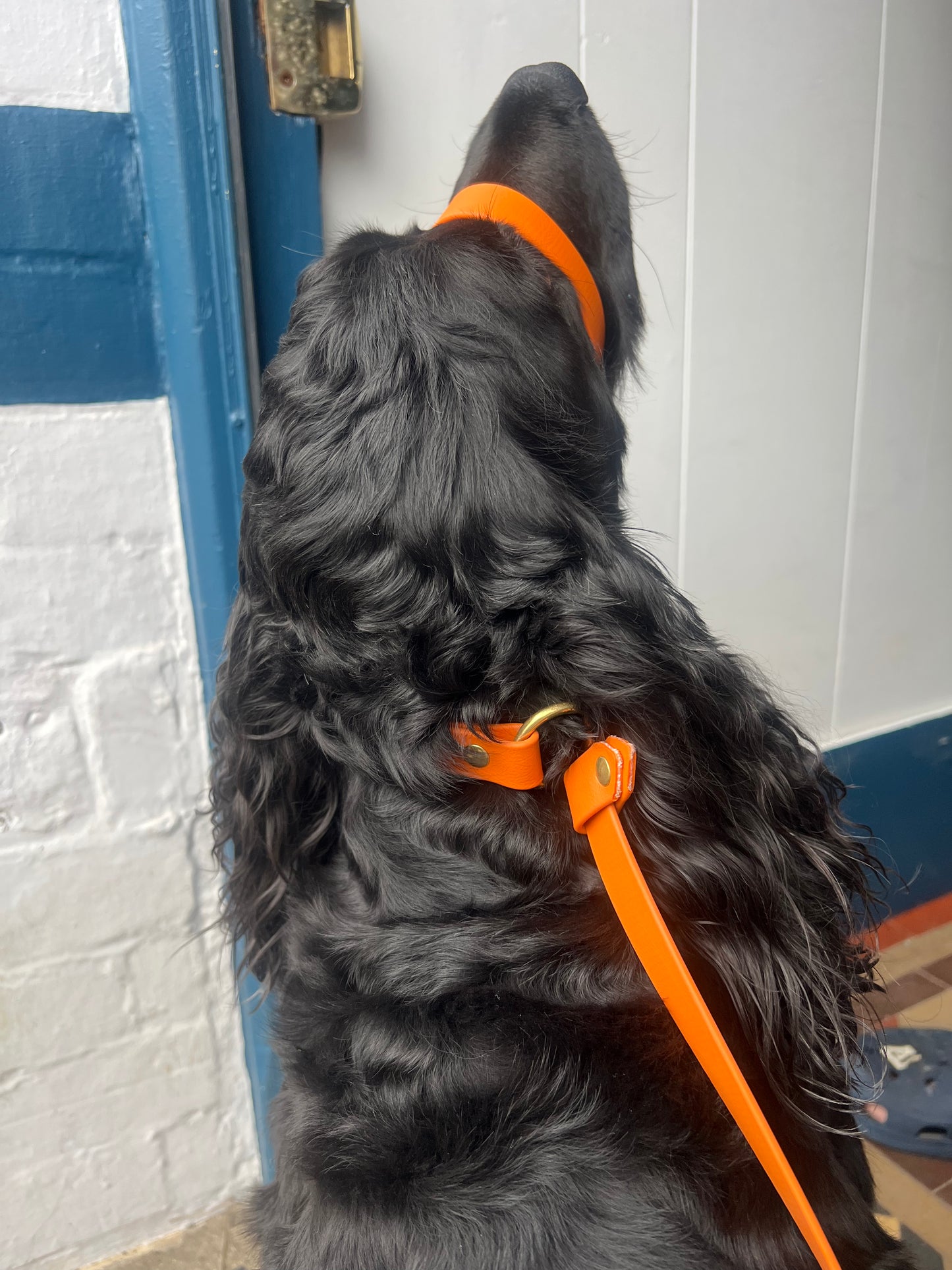 Biothane® All Weather Short leads