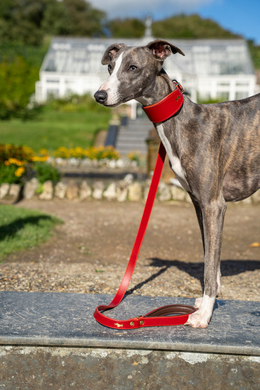 Cranberry padded Luxury leather sight hound collar