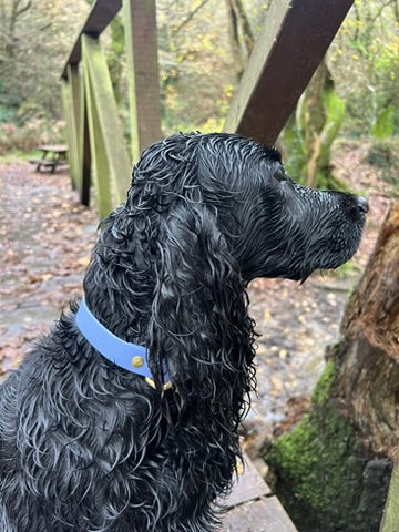 Periwinkle Biothane® All Weather Collar