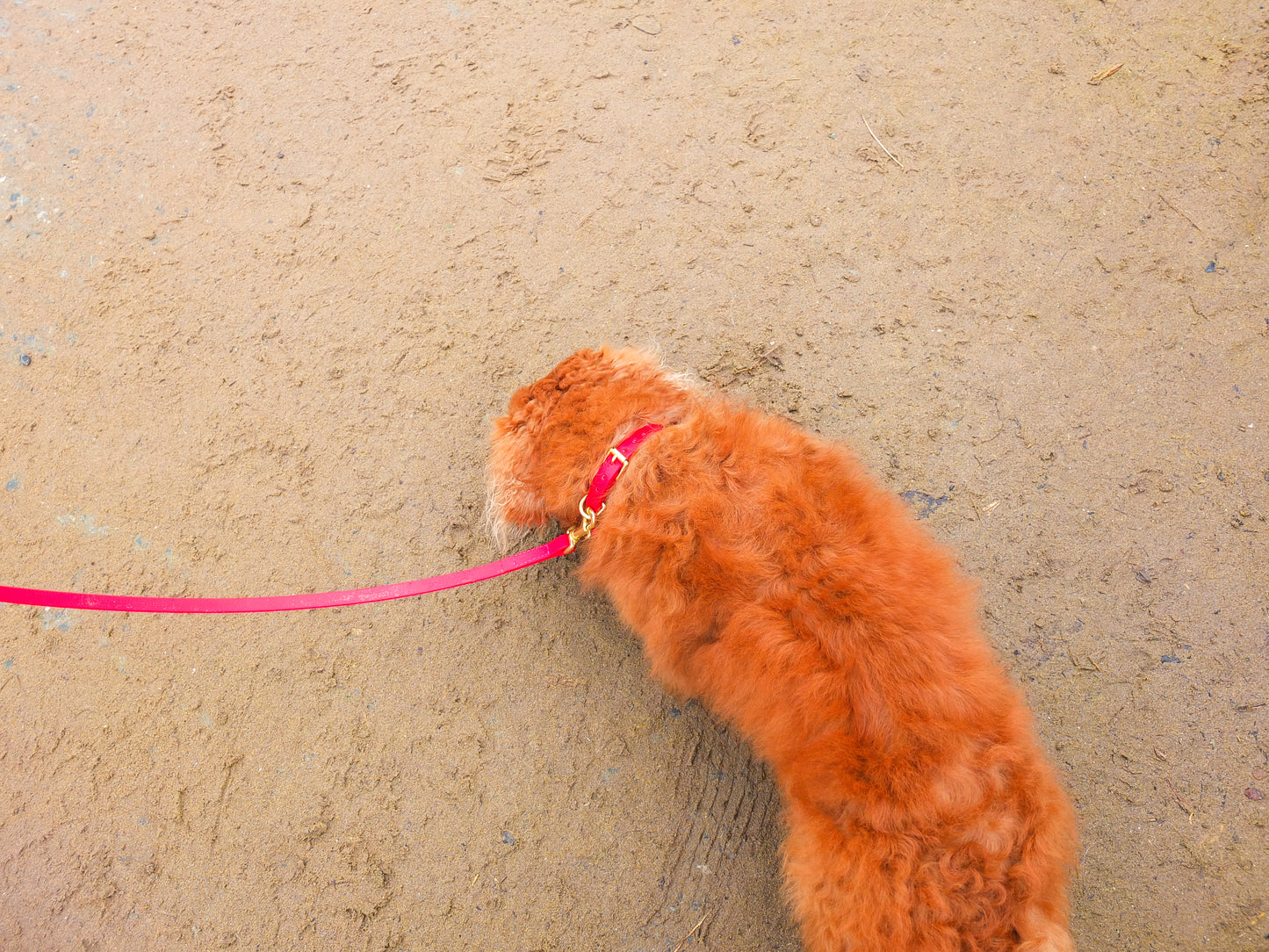 Red Biothane® Tiny Tails Collar