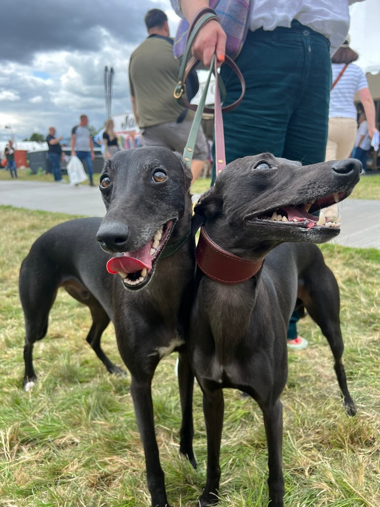 Fig padded Luxury leather sight hound collar