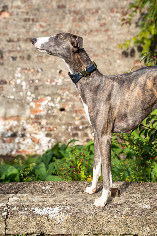 Regal blue padded Luxury leather sight hound collar