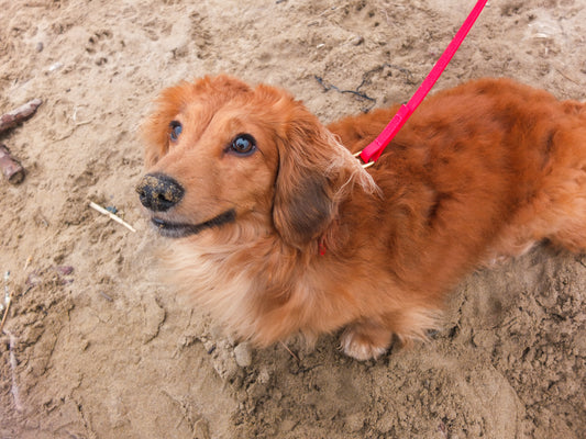 Red Biothane® Tiny Tails Collar