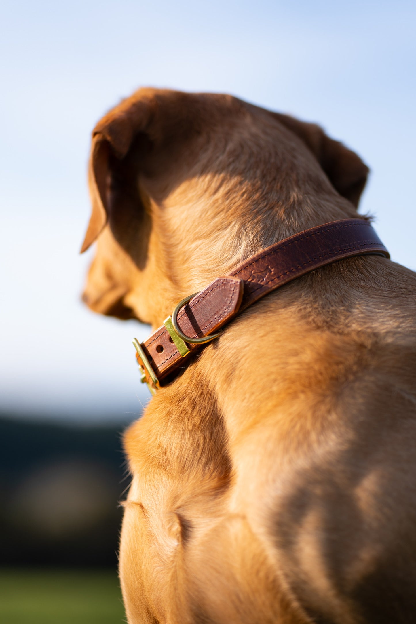 Padded Luxury leather collar- Chestnut
