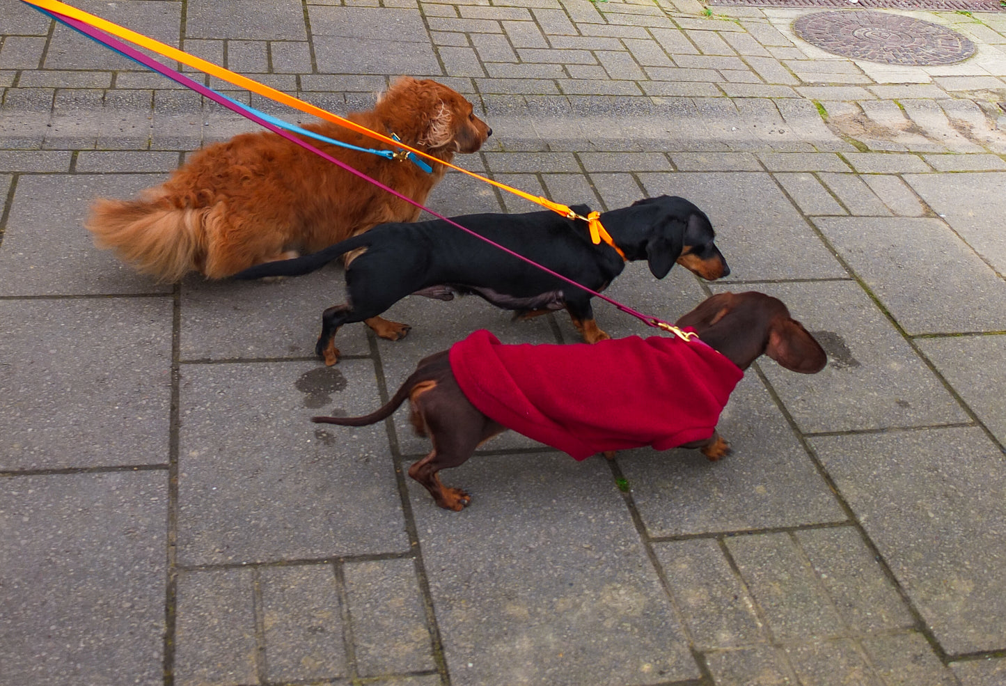 Orange Biothane® Tiny Tails Collar