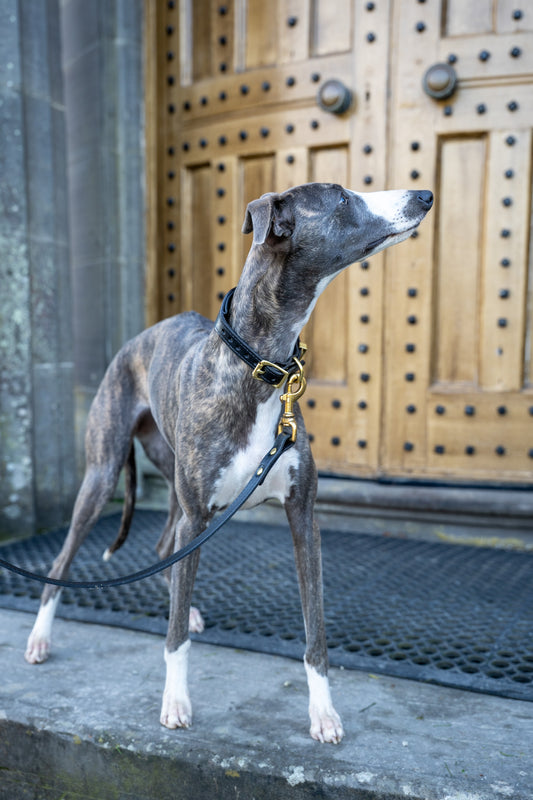 Black padded Luxury leather sight hound collar