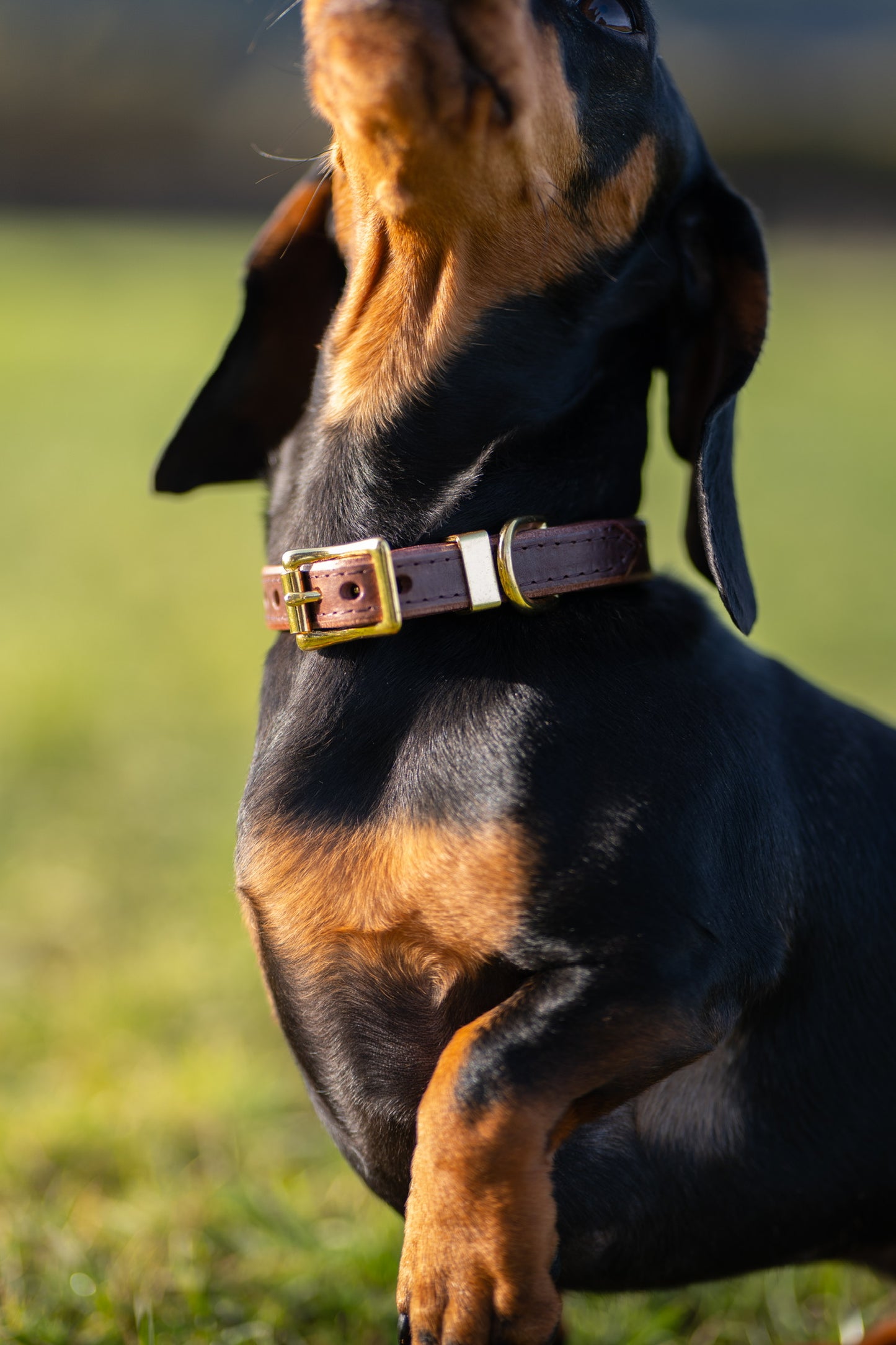 Padded Luxury leather collar- Chocolate
