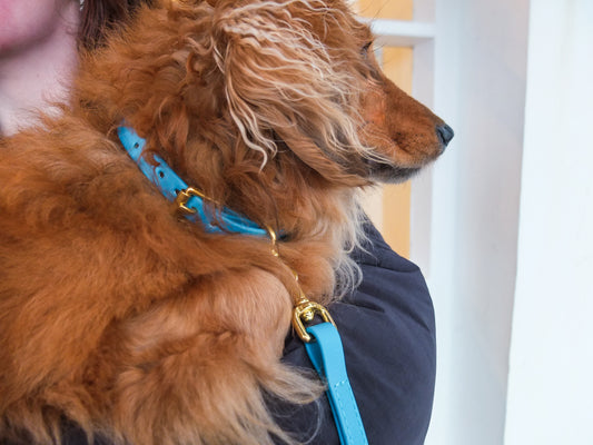 Lagoon Biothane® Tiny Tails Collar