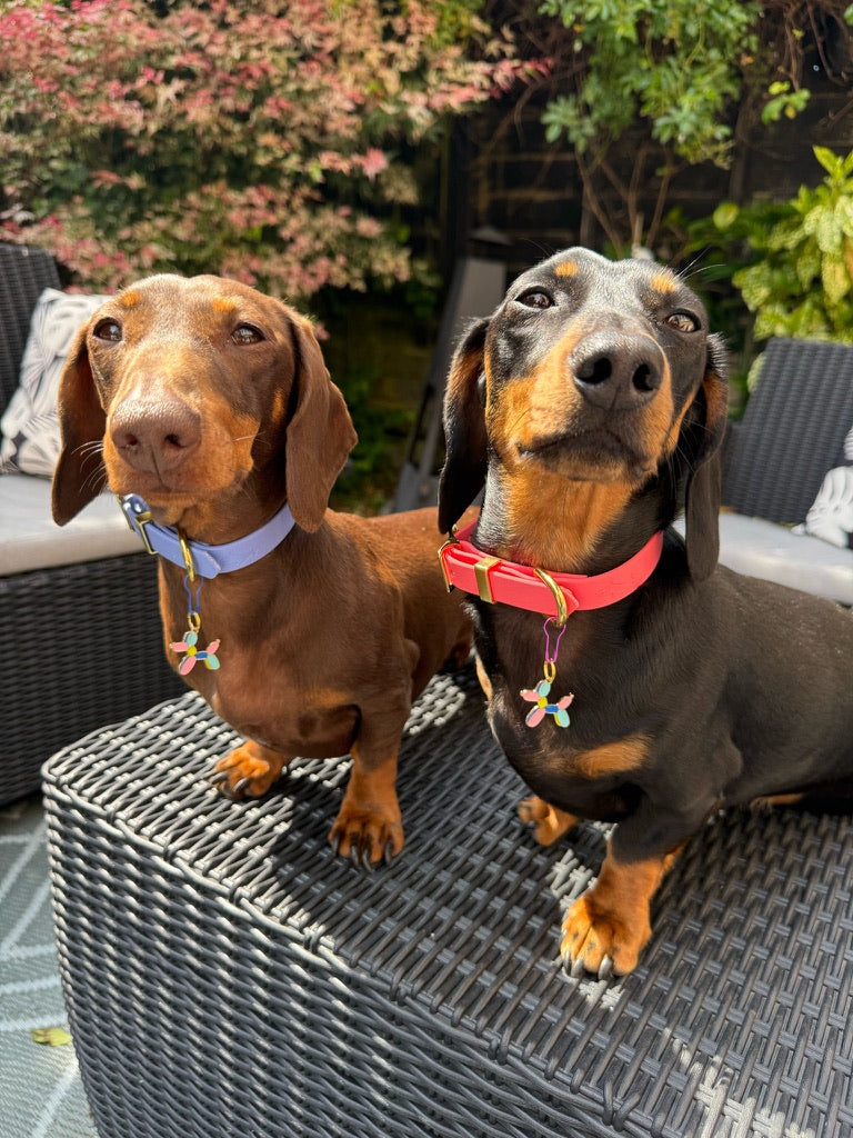 Coral Biothane® All Weather Collar
