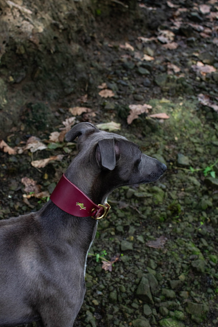 Fig Luxury leather sight hound collar