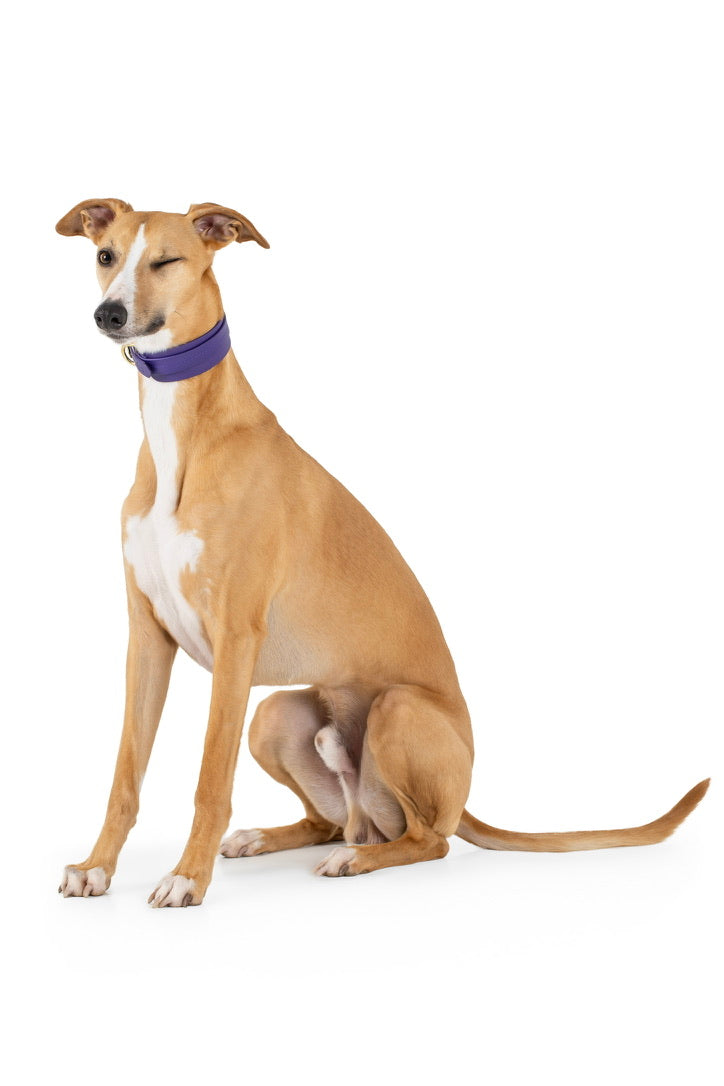 Violet Biothane® Sight hound All Weather Collar