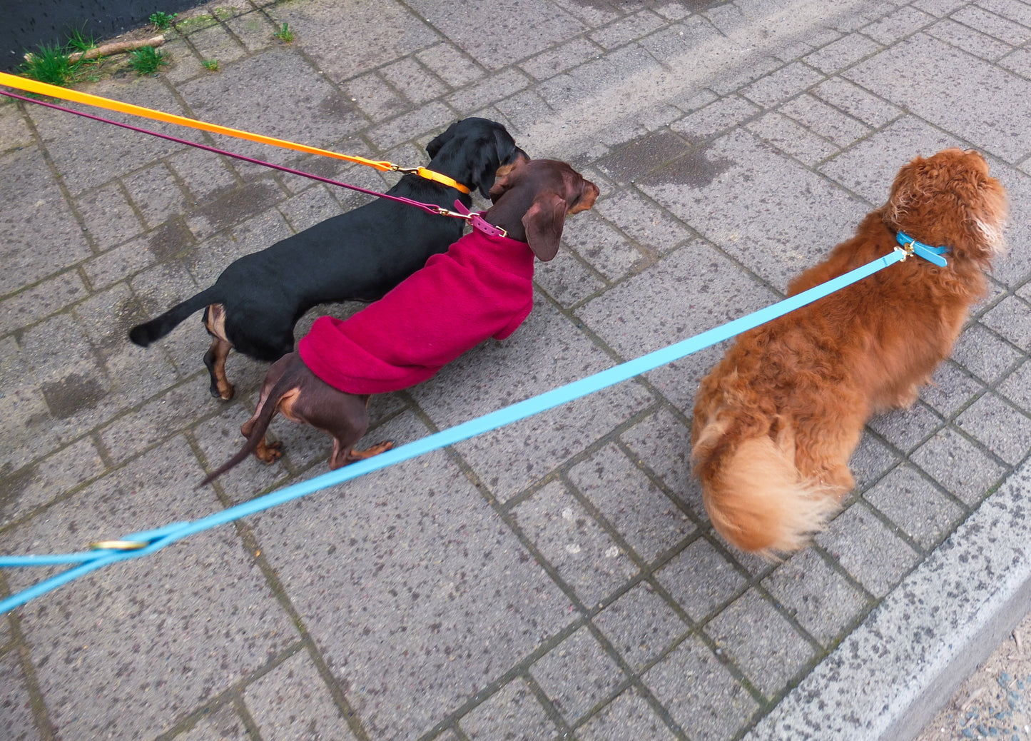 Lagoon Biothane® Tiny Tails Collar
