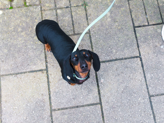 Sage Biothane® Tiny Tails Collar