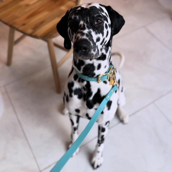 Turquoise Biothane® All Weather Collar