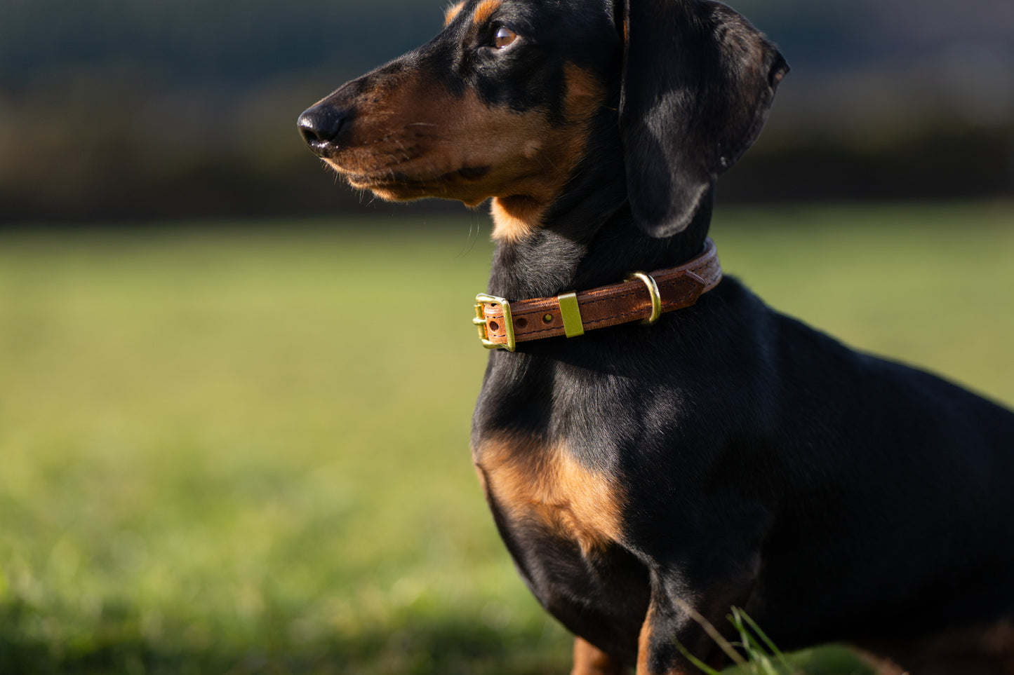 Padded Luxury leather collar- Chestnut