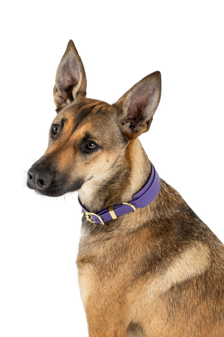 Violet Biothane® Sight hound All Weather Collar