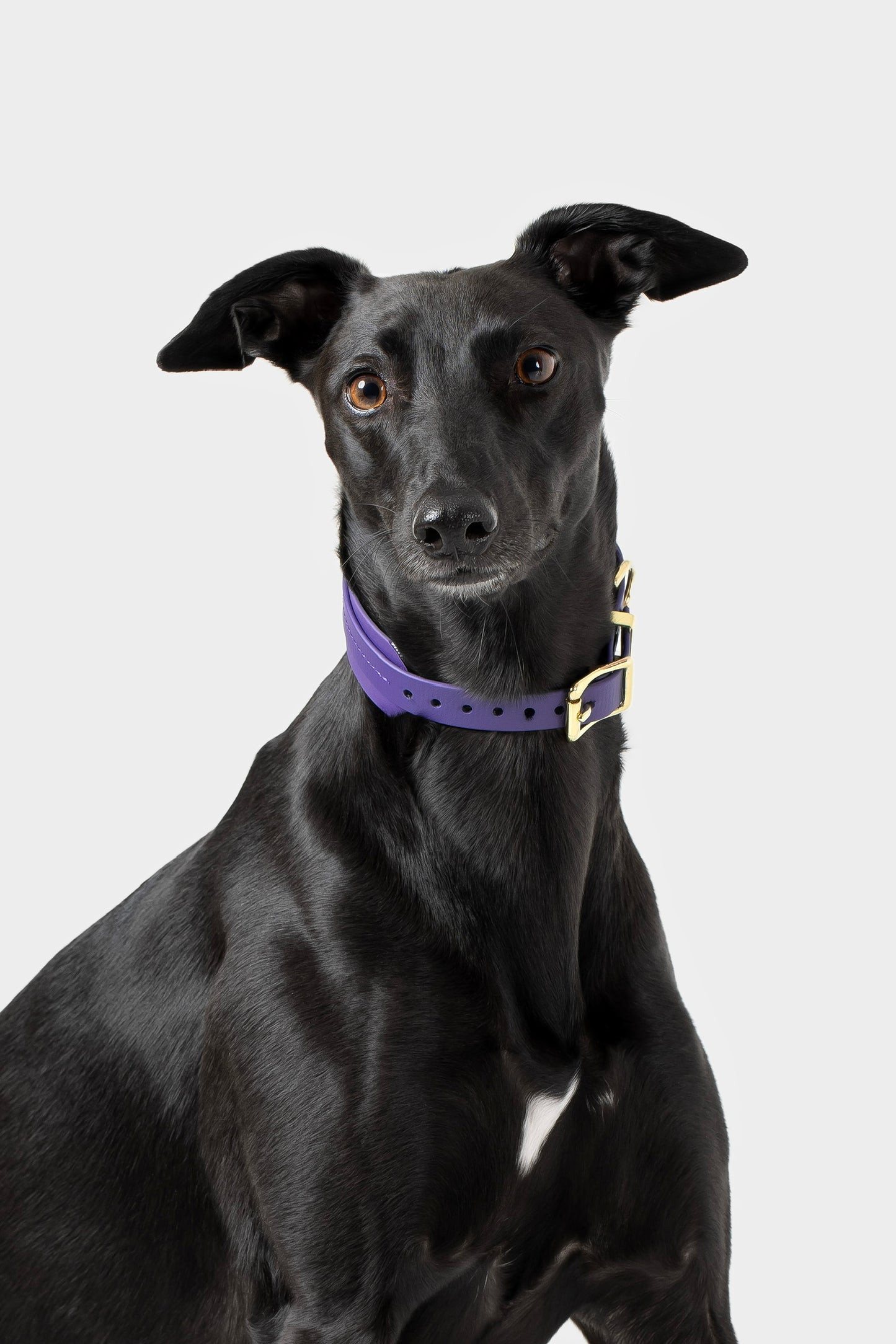 Violet Biothane® Sight hound All Weather Collar