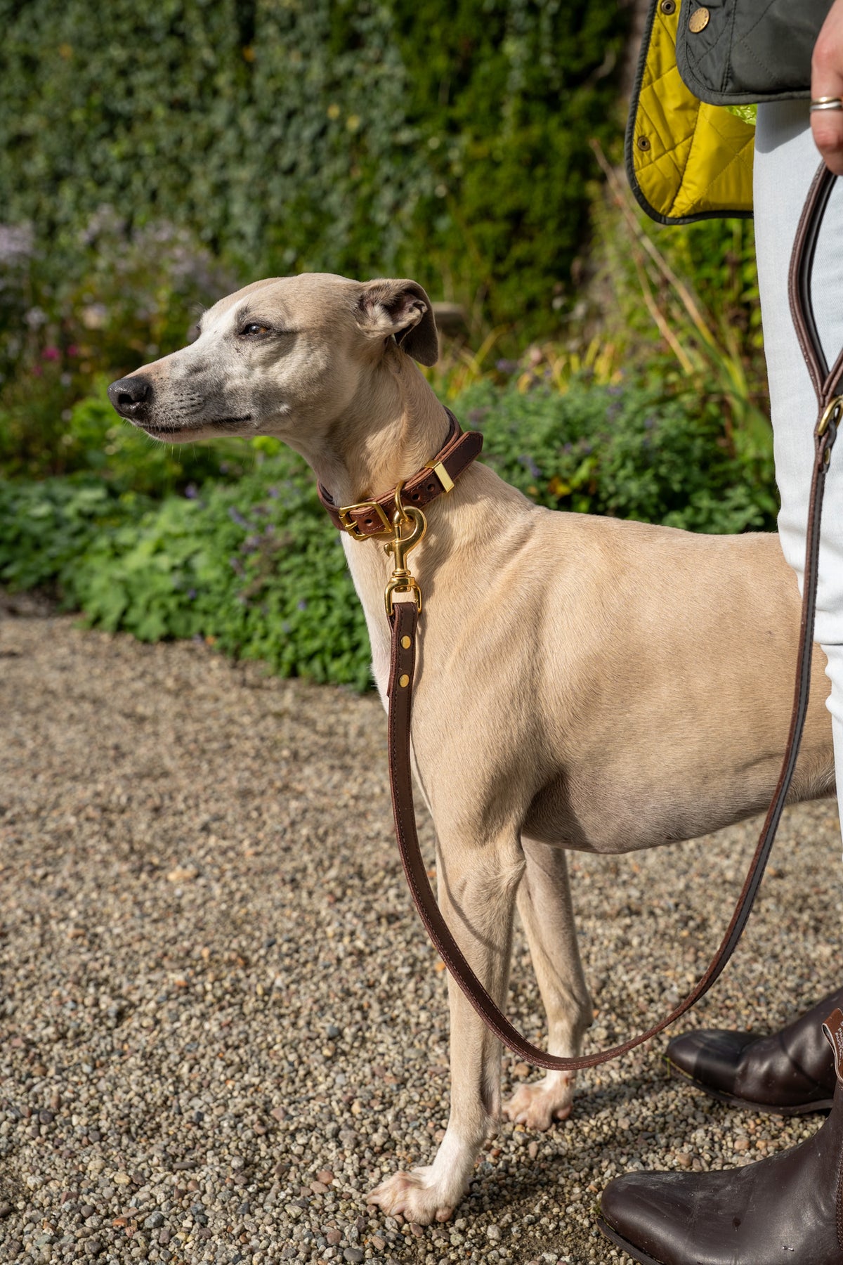 Chocolate padded Luxury leather sight hound collar