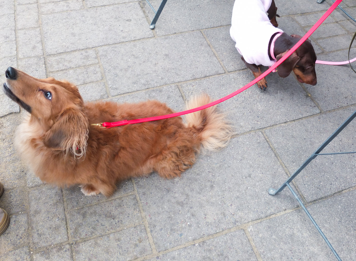 Red Biothane® Tiny Tails Collar