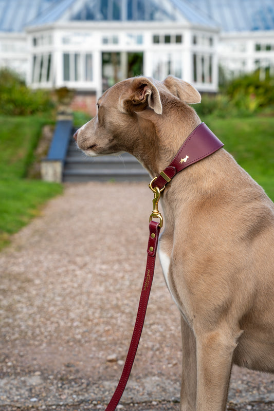 Fig padded Luxury leather sight hound collar