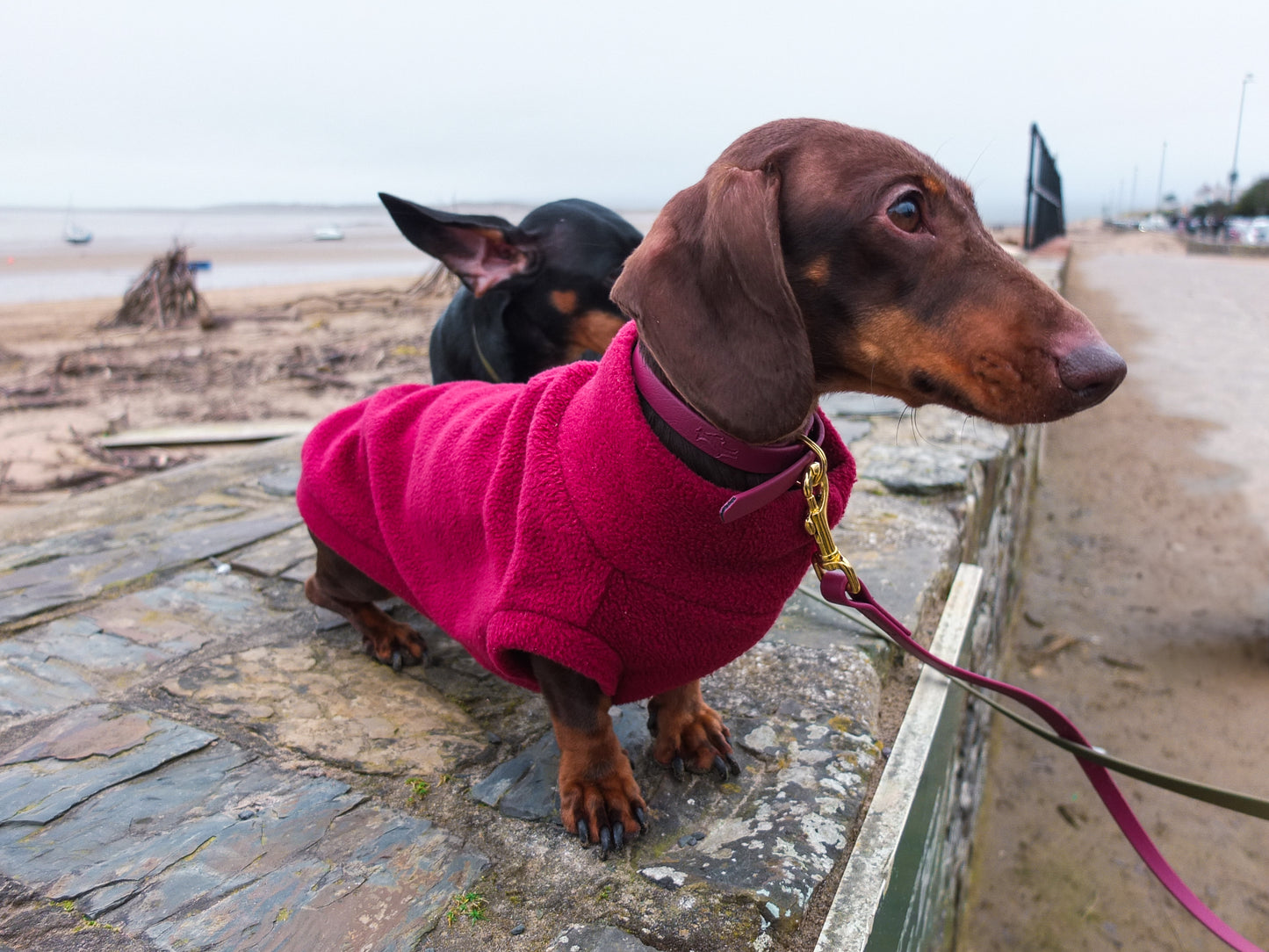 Wine Biothane® Tiny Tails Collar