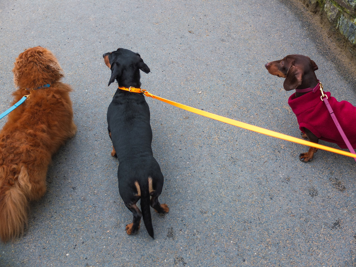 Orange Biothane® Tiny Tails Collar