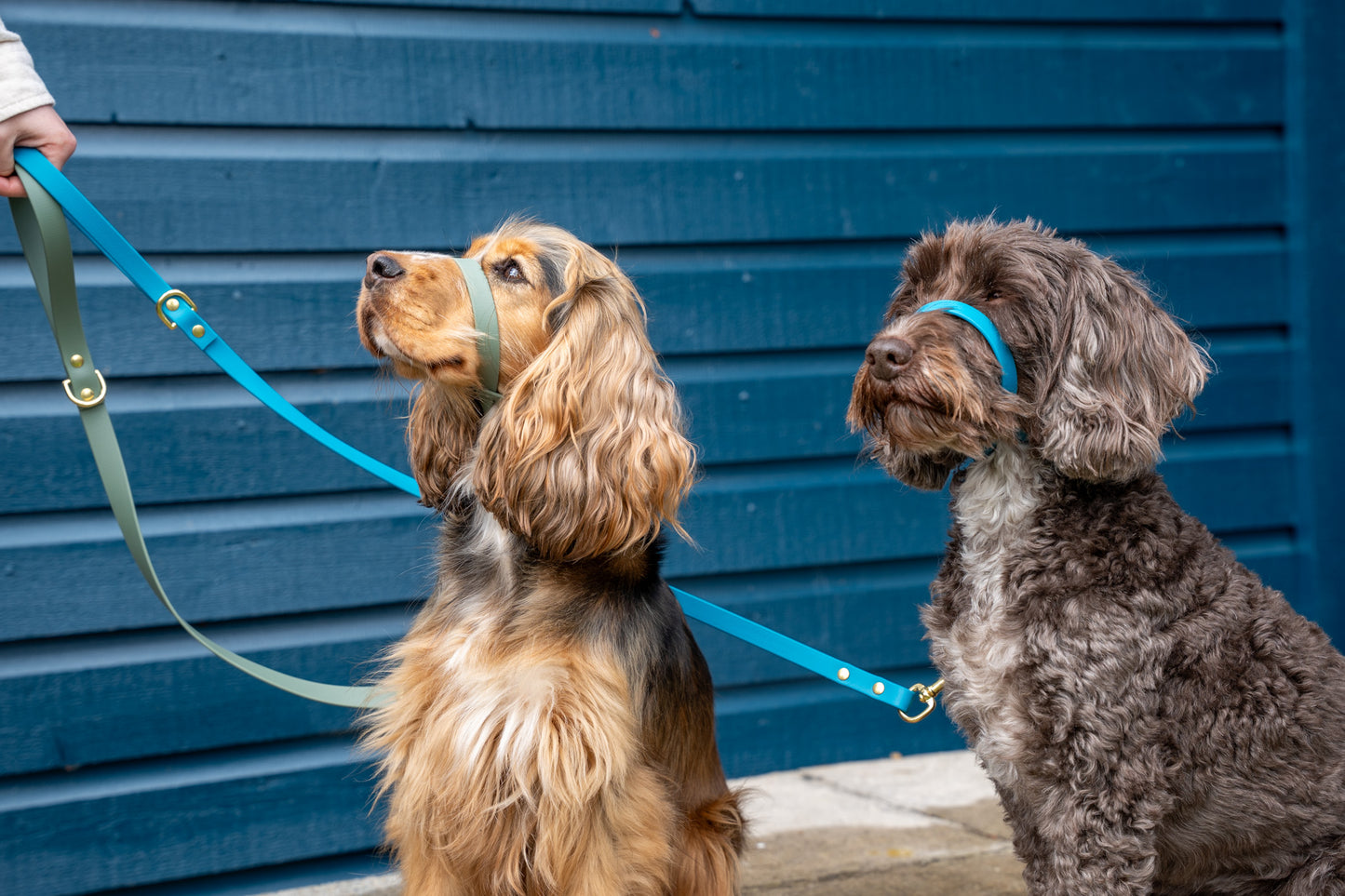 Biothane® All Weather Head collars