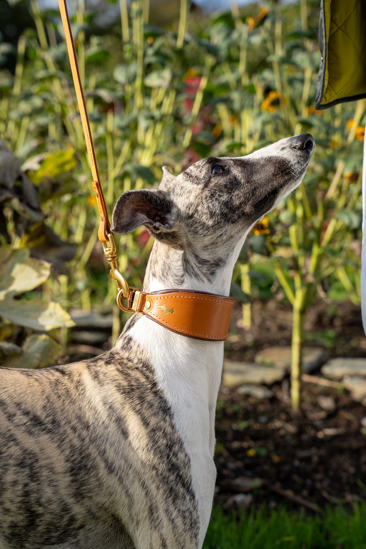 Nacho tan padded Luxury leather sight hound collar