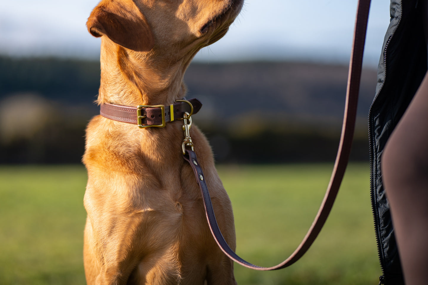 Padded luxury leather lead - Chocolate