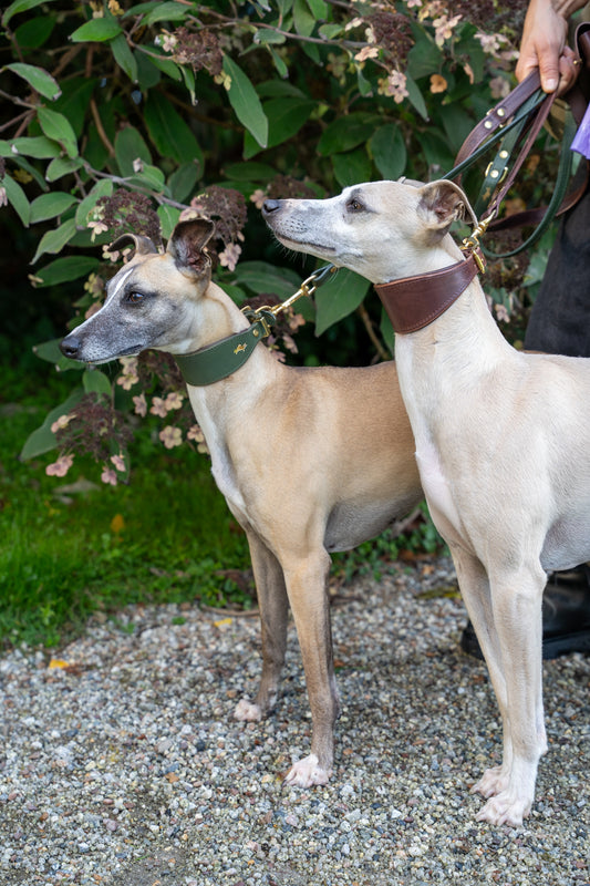Forest padded Luxury leather sight hound collar