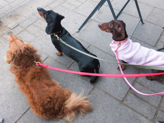 Biothane® Tiny Tails Leads