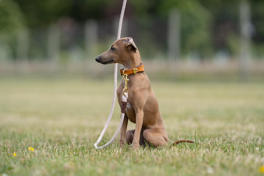 Cherry Blossom Rope Lead