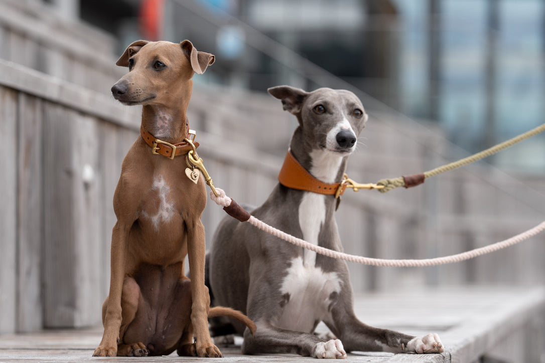 Cherry Blossom Rope Lead