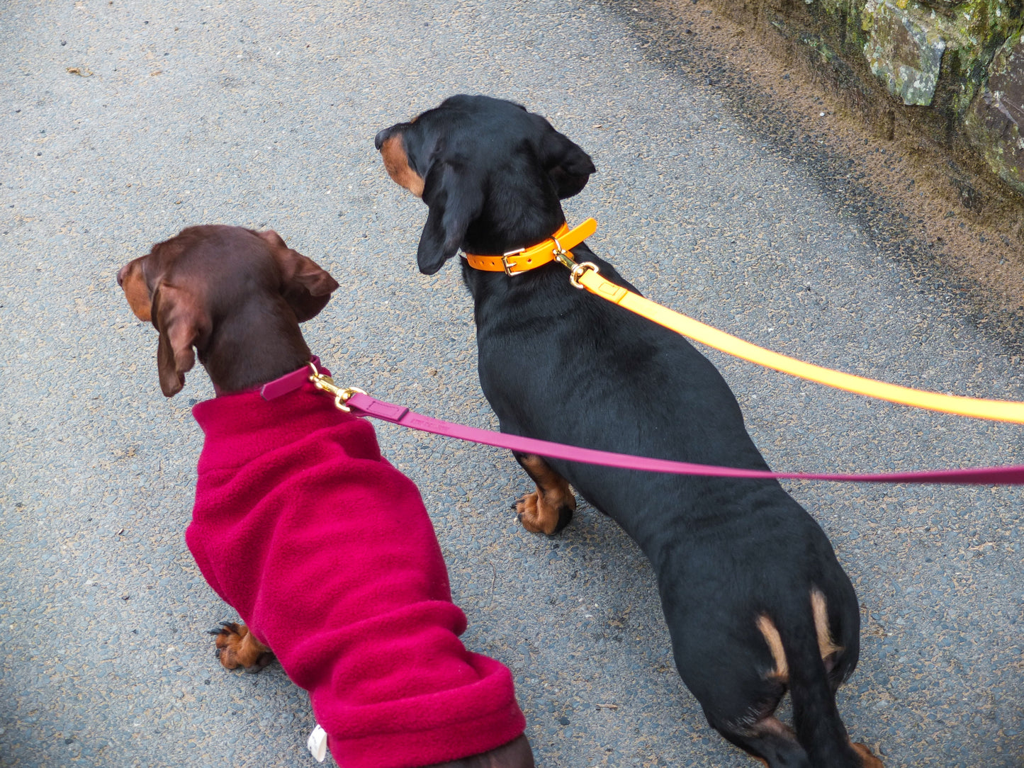 Orange Biothane® Tiny Tails Collar