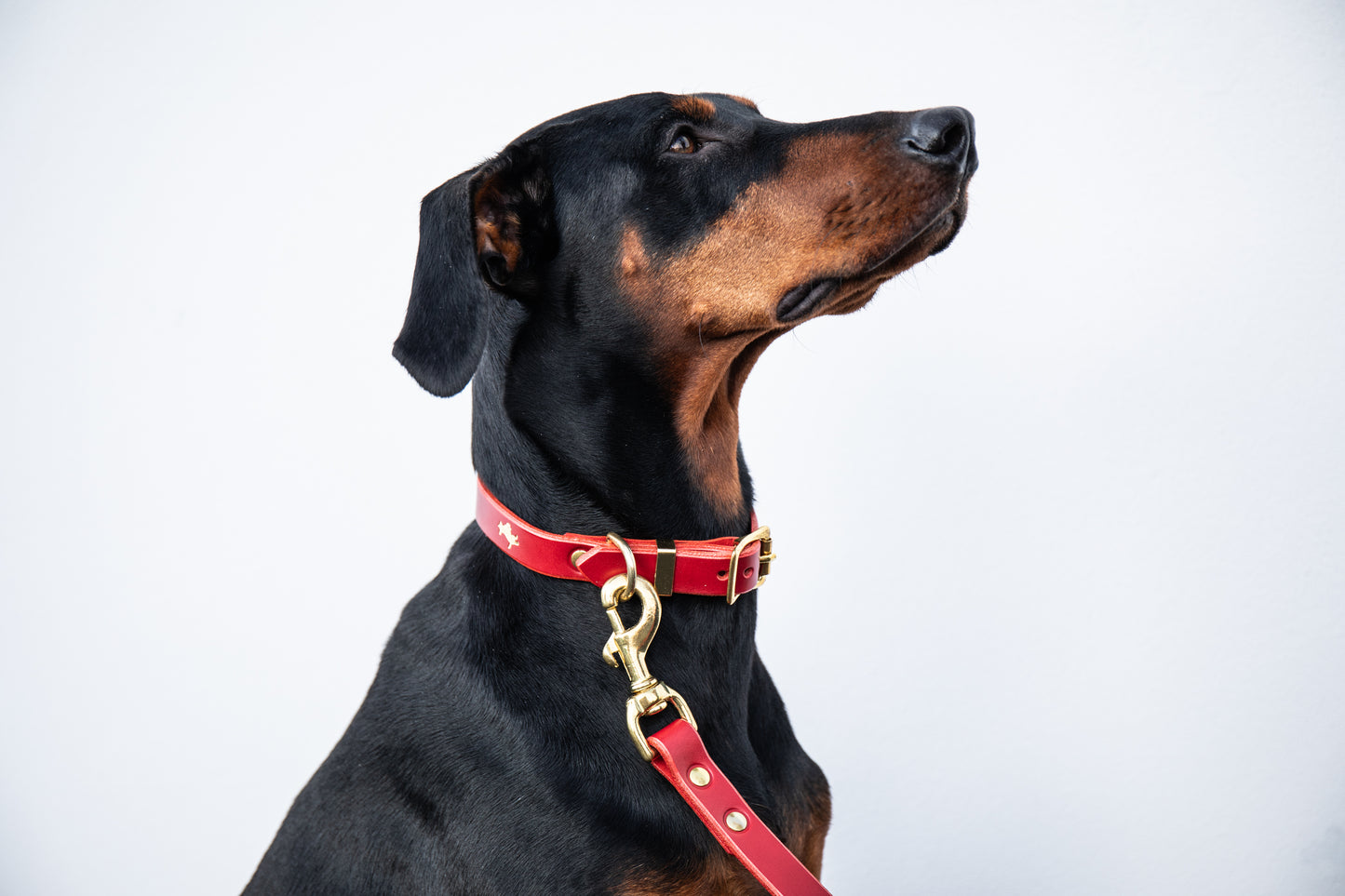 Cranberry Luxury leather dog collar